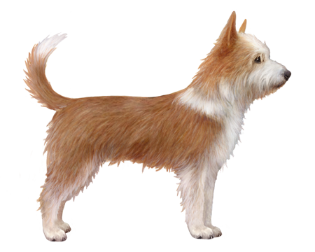 Portuguese Podengo Pequeno 2