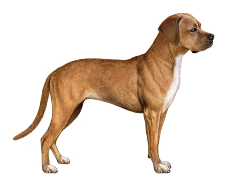 Portuguese Pointer 2
