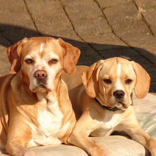 Portuguese Pointer 3