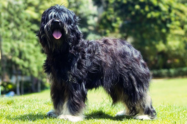 Portuguese Sheepdog 1