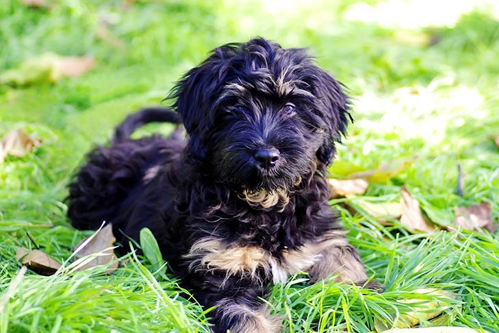 Portuguese Sheepdog 2