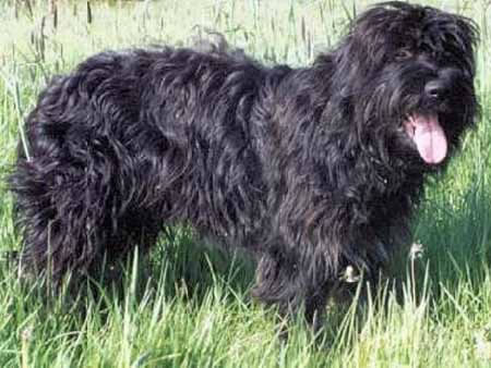 Portuguese Sheepdog 3