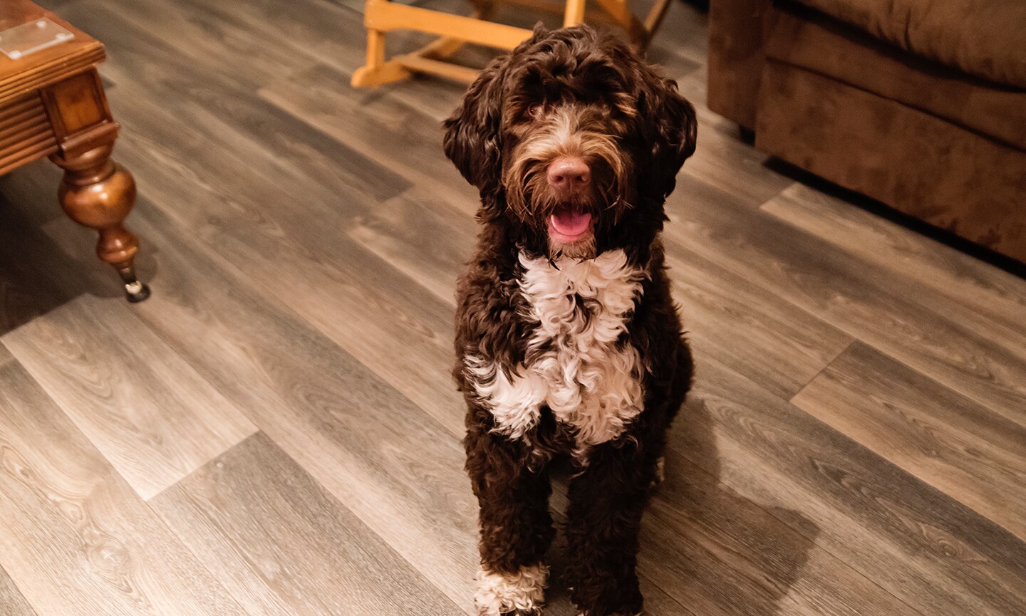Portuguese Water Dog 2
