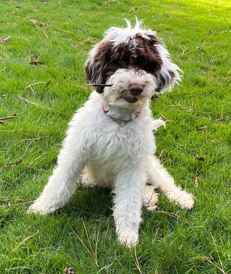 Portuguese Water Dog 3