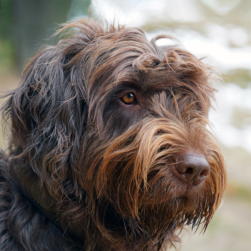 Pudelpointer 2