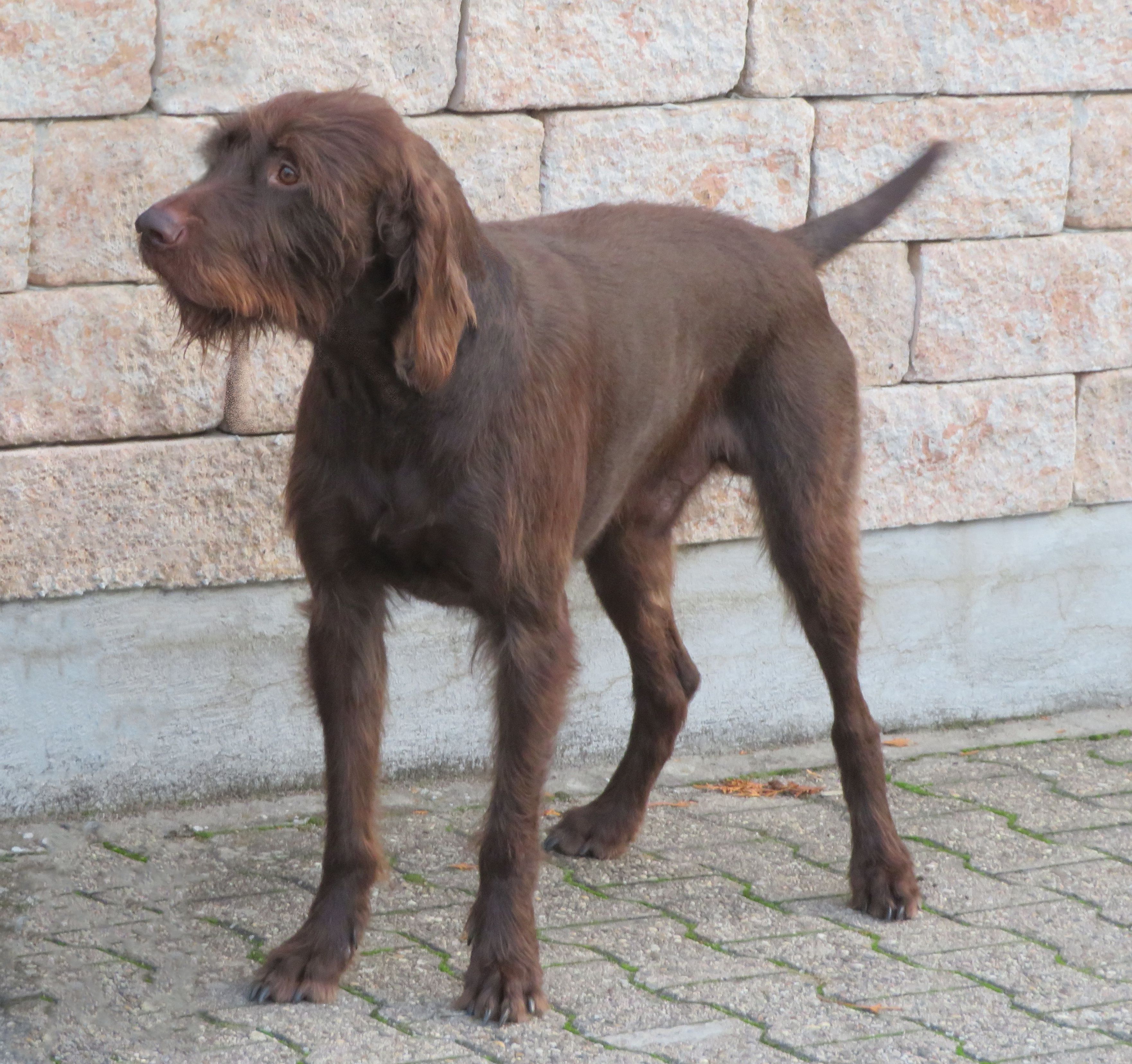 Pudelpointer 3