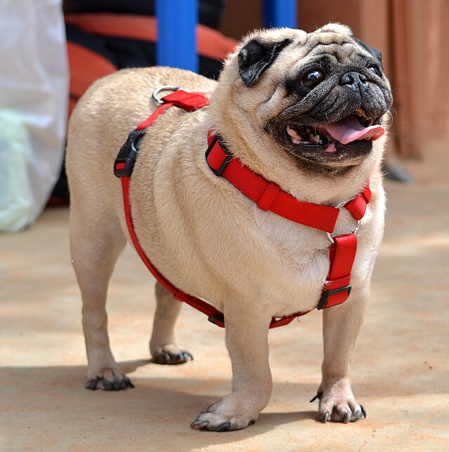 Pug 1