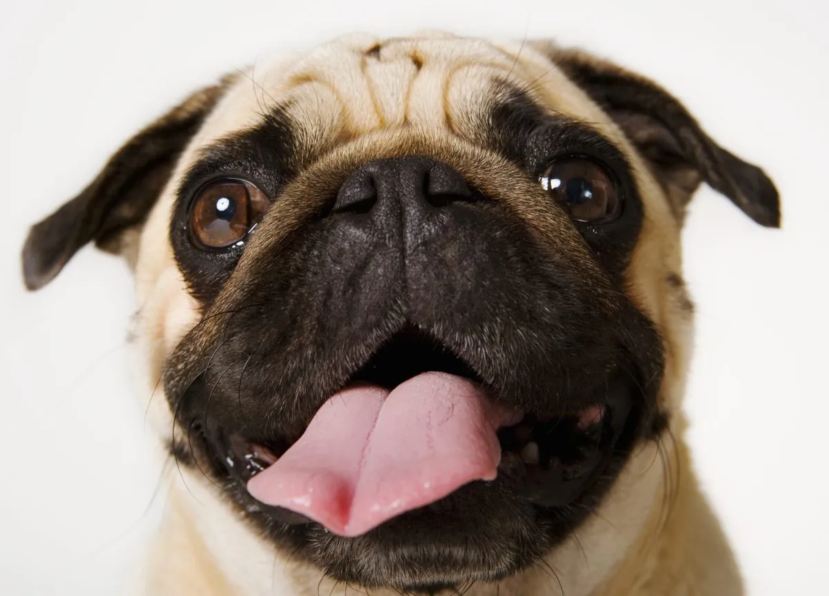 Pug 2