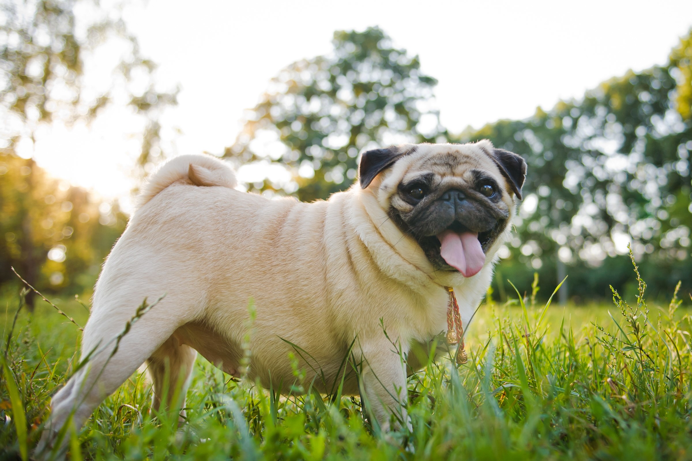 Pug 3