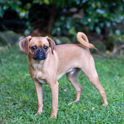 Pugalier 2