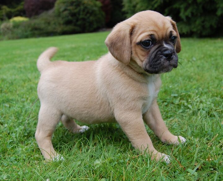 Pugalier 3