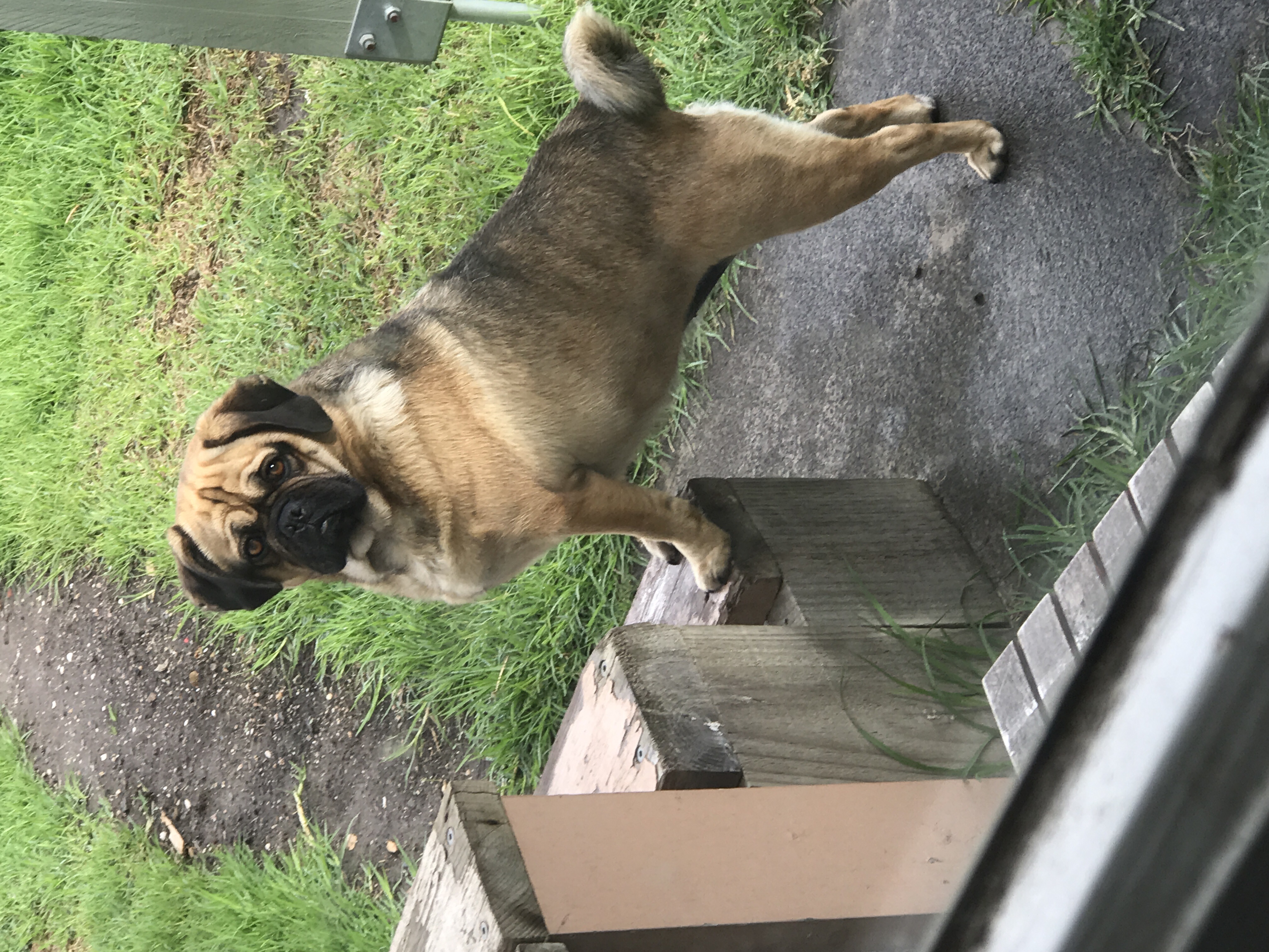 Puggle 1