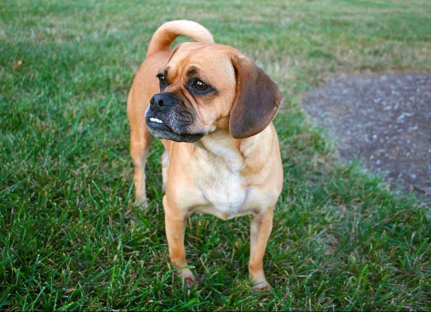Puggle 2