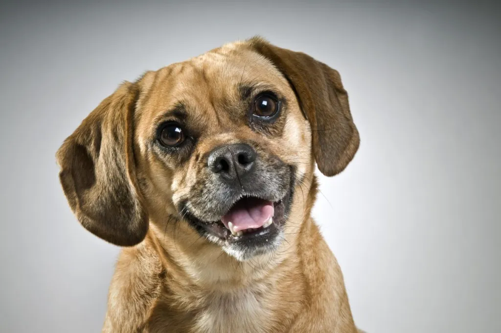 Puggle 3