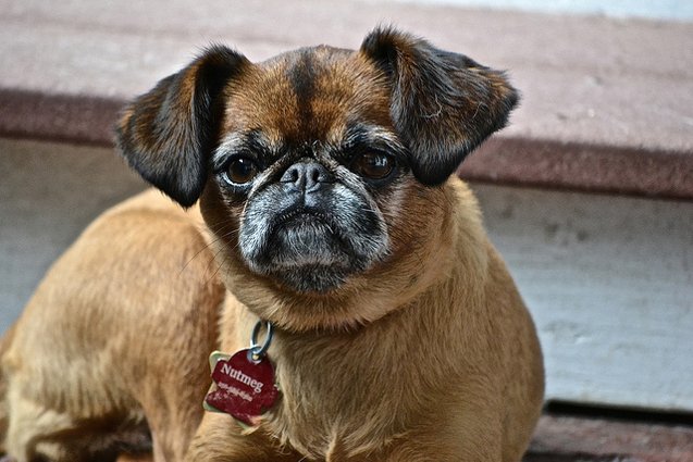 Puginese 2