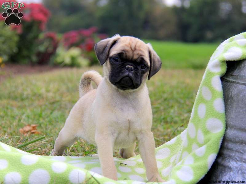 Puginese 3