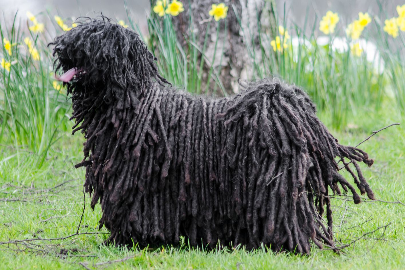 Puli 1