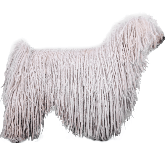 Puli 2