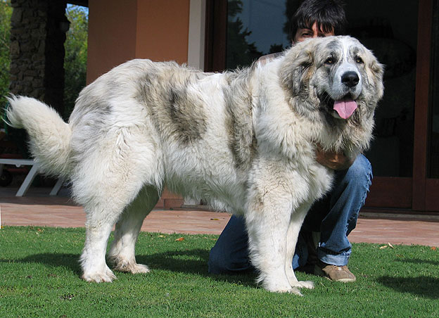 Pyrenean Mastiff 1
