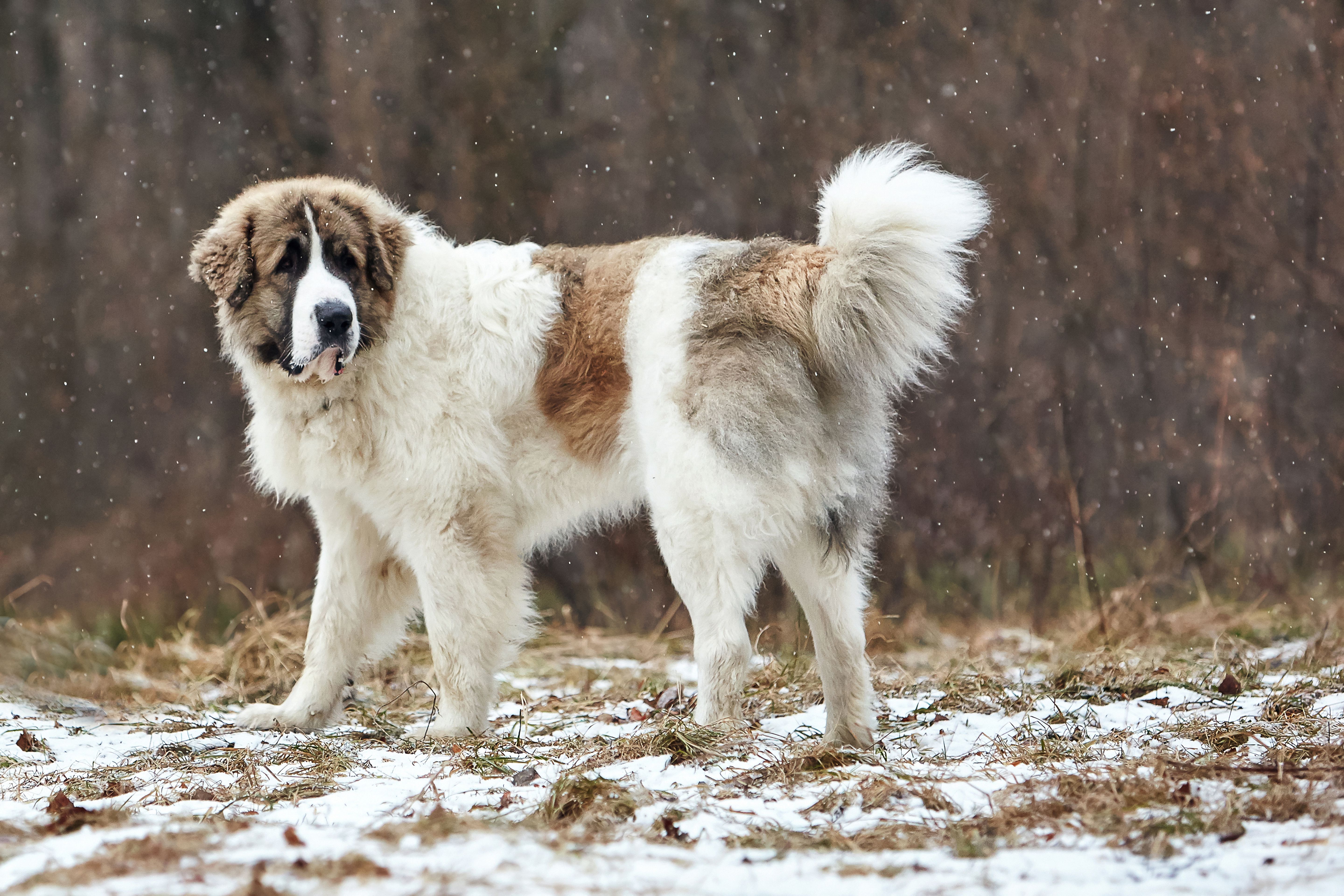 Pyrenean Mastiff 2