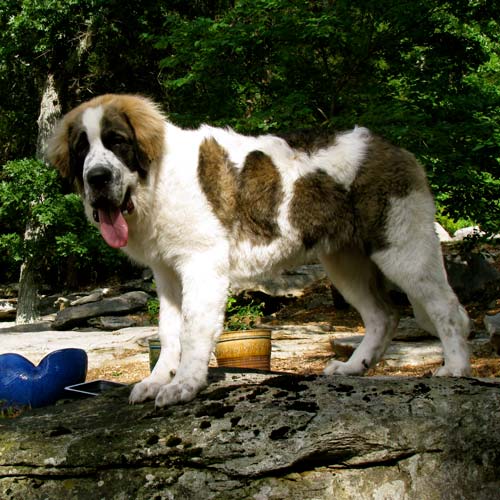 Pyrenean Mastiff 3