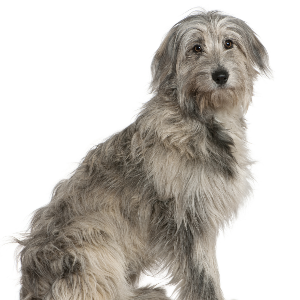 Pyrenean Shepherd 2