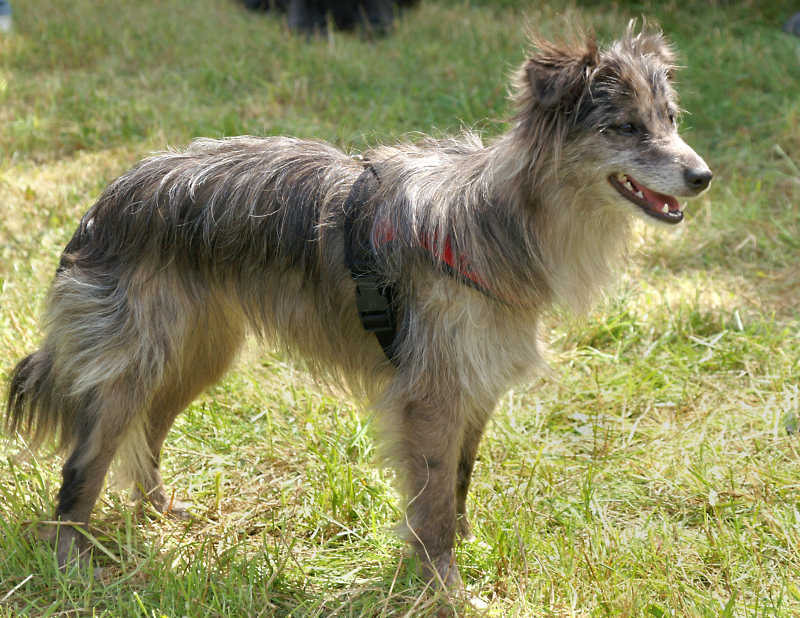 Pyrenean Shepherd 3