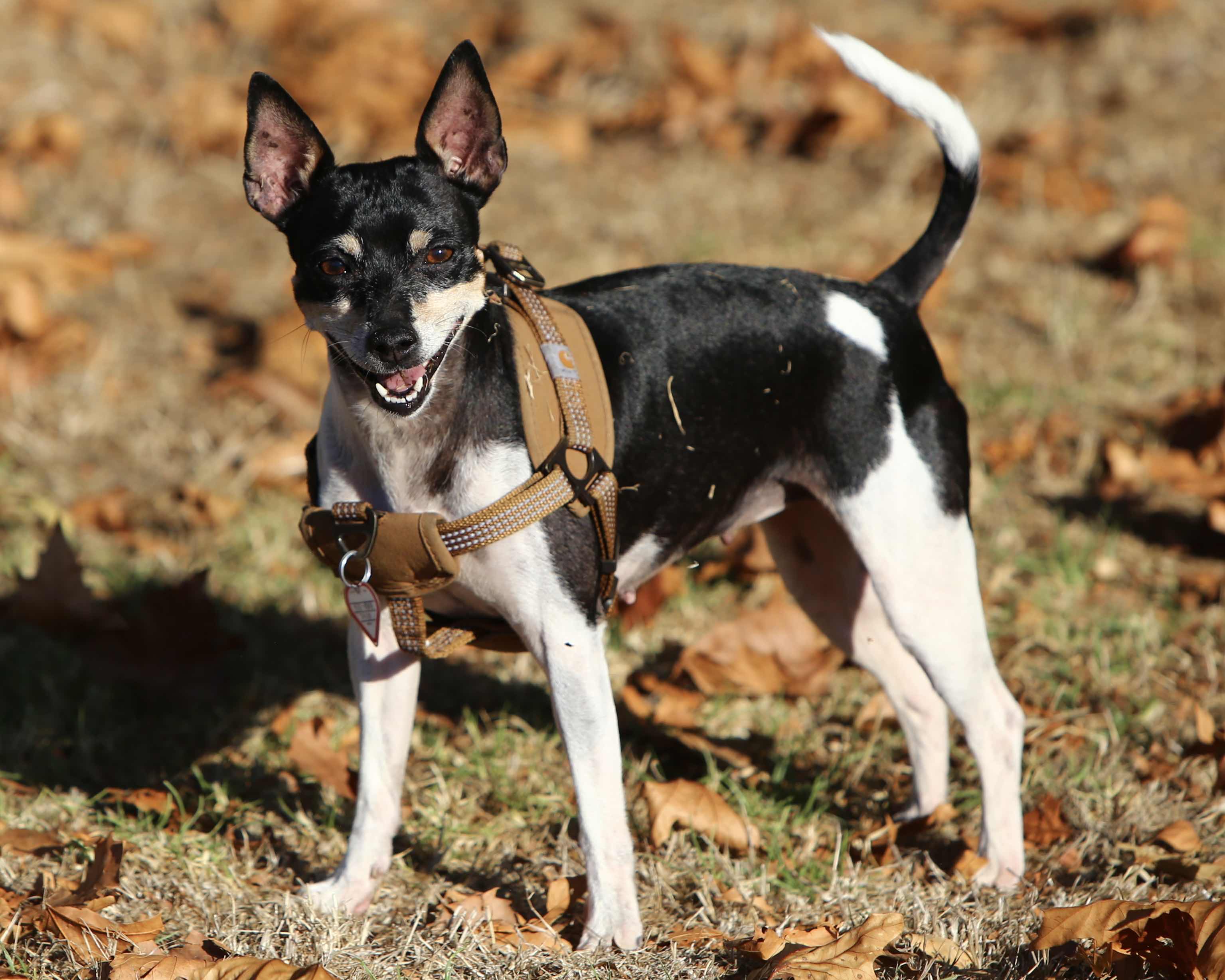 Rat Terrier 1