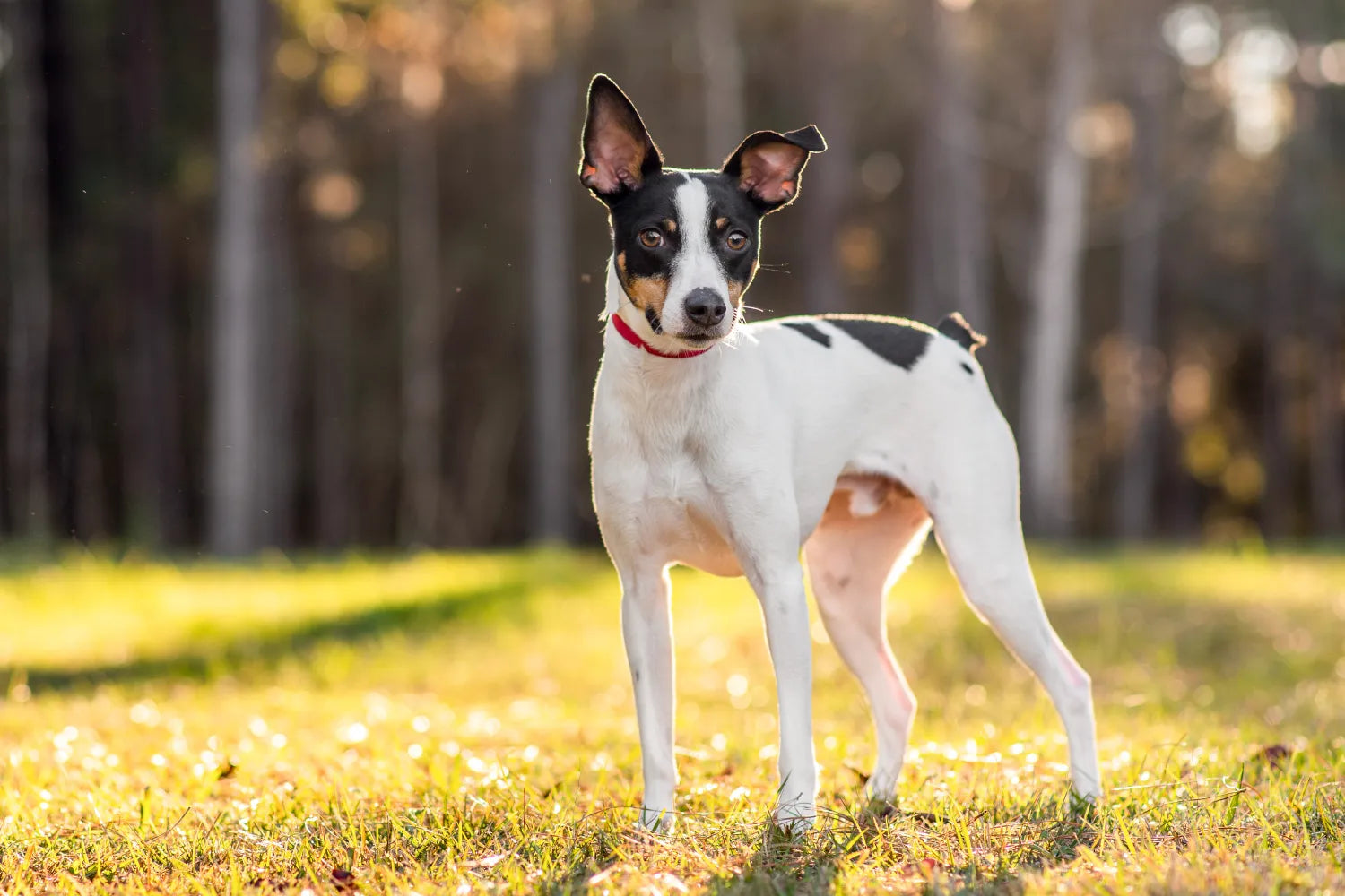Rat Terrier 3
