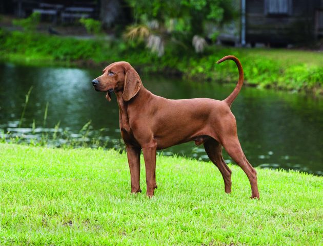 Redbone Coonhound 1