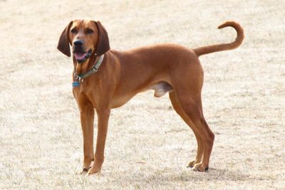 Redbone Coonhound 2