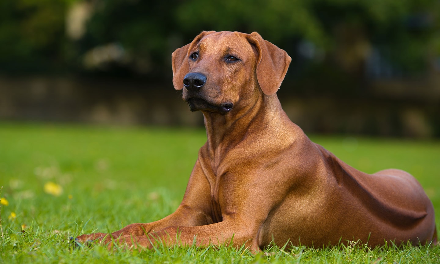 Rhodesian Ridgeback 1