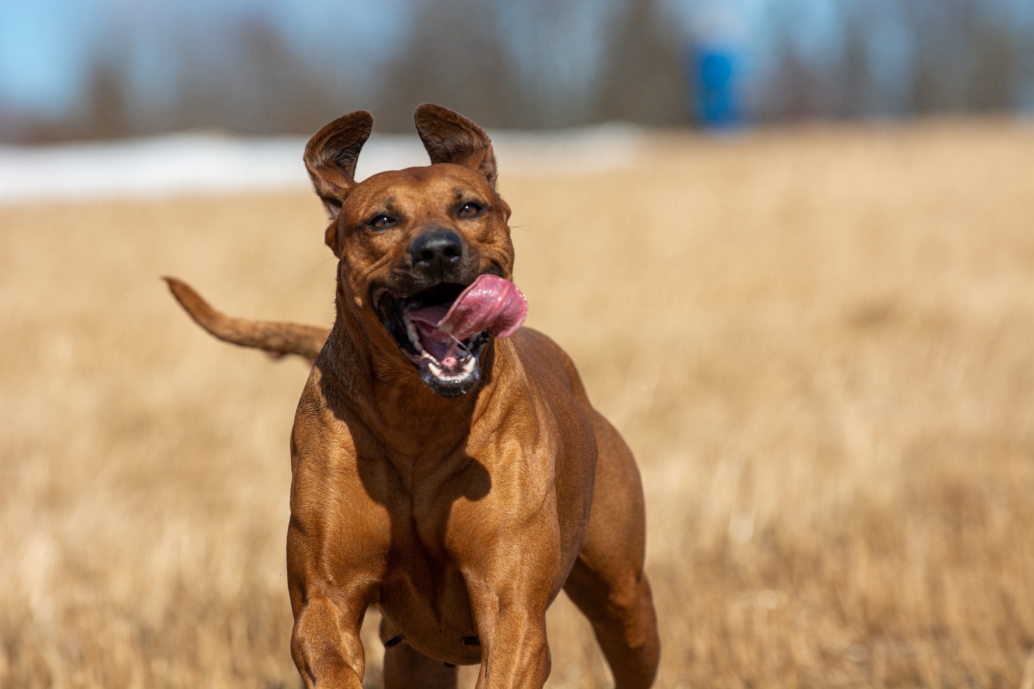 Rhodesian Ridgeback 2