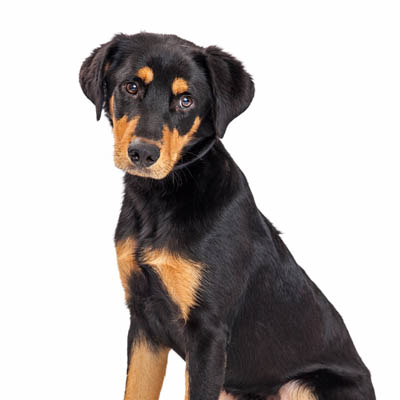 Rottador 2