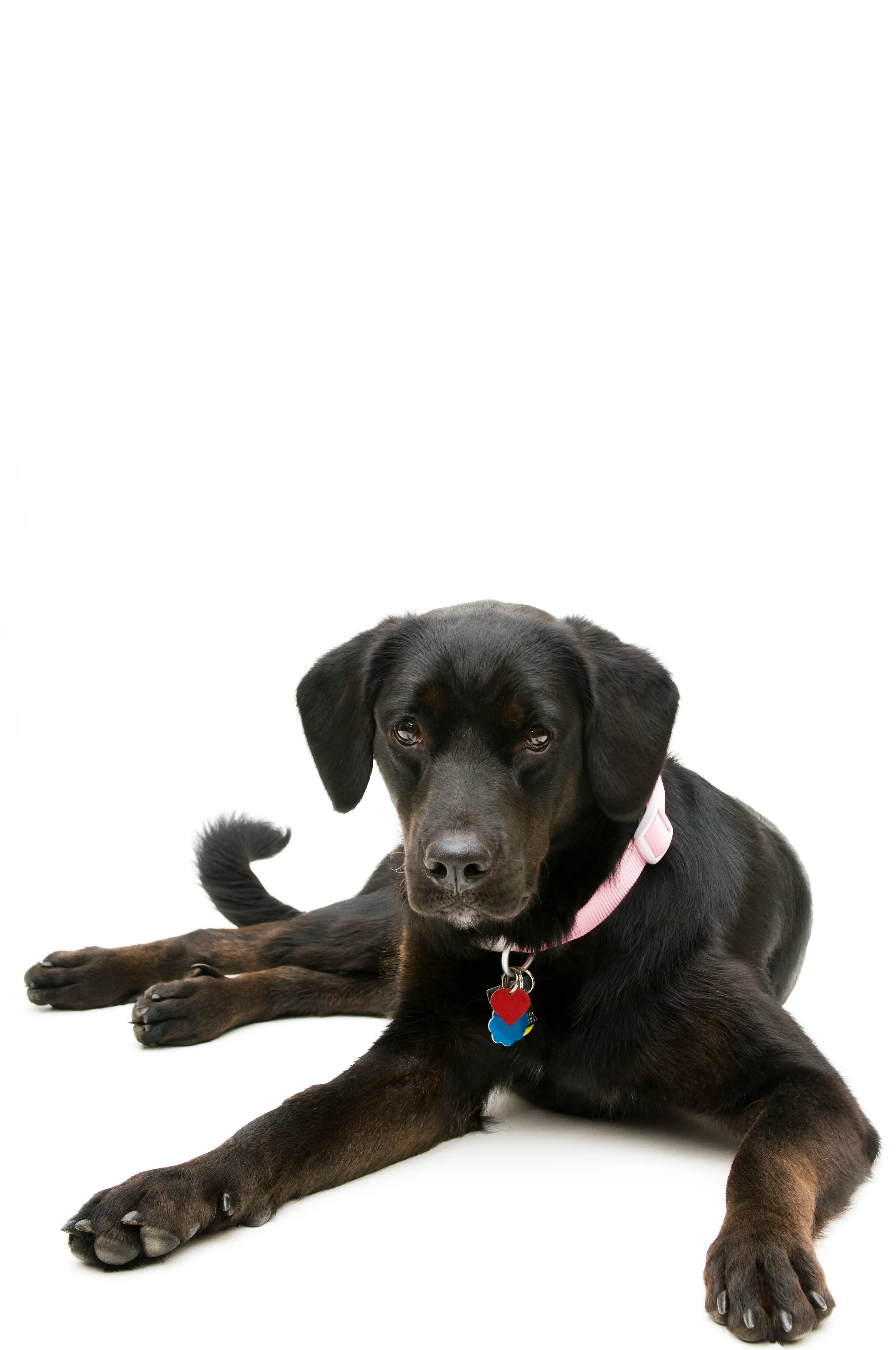 Rottador 3