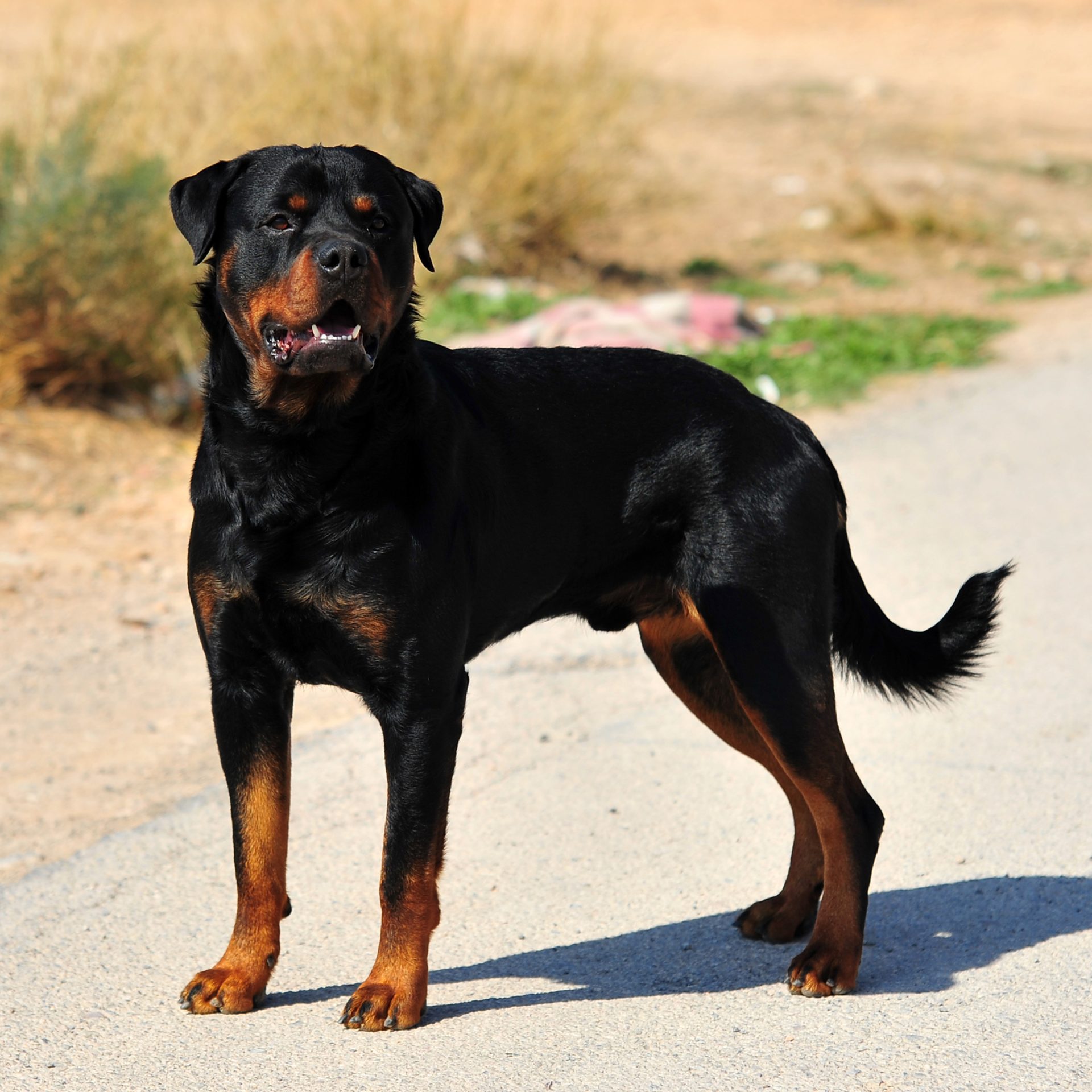 Rottweiler 1