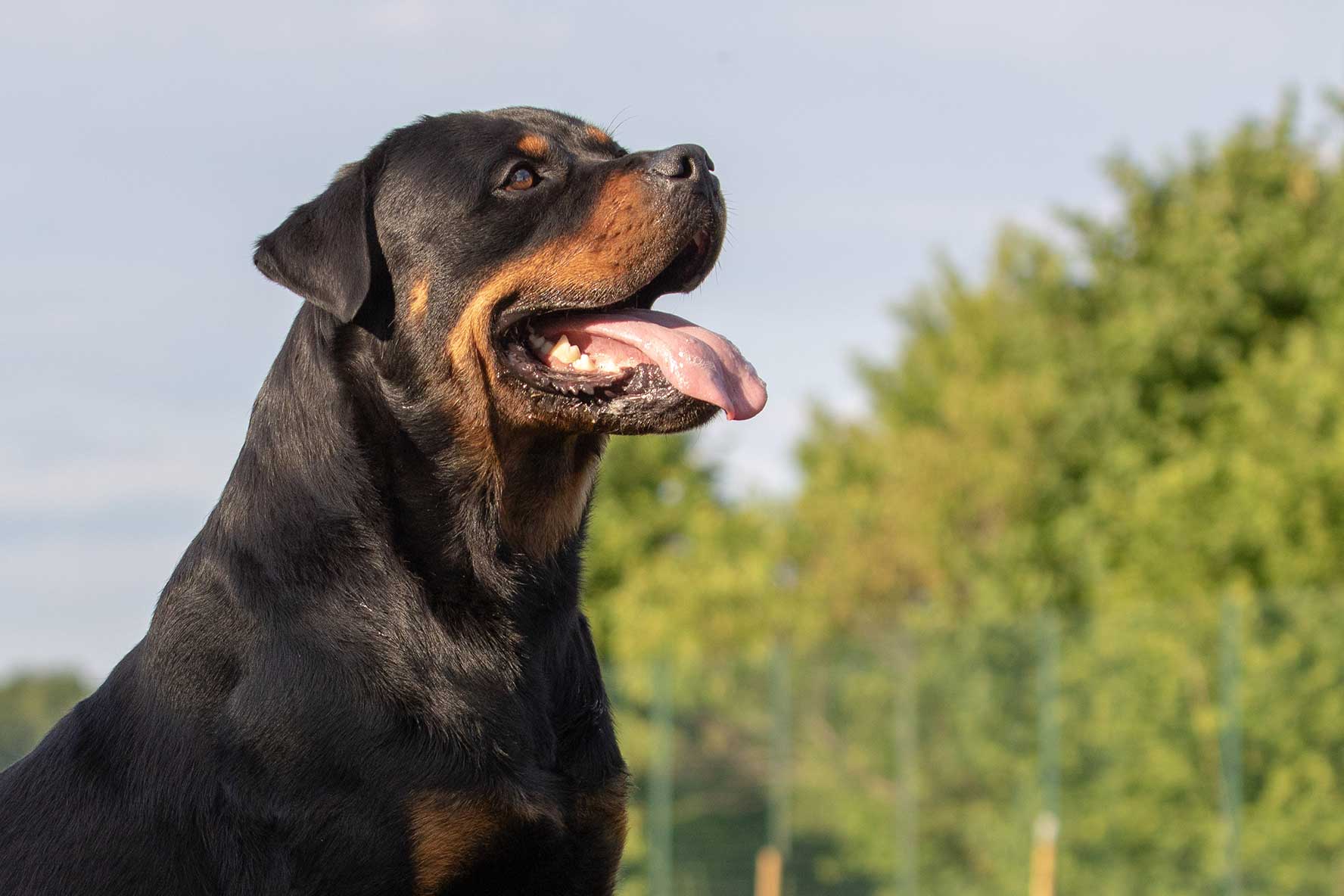 Rottweiler 2