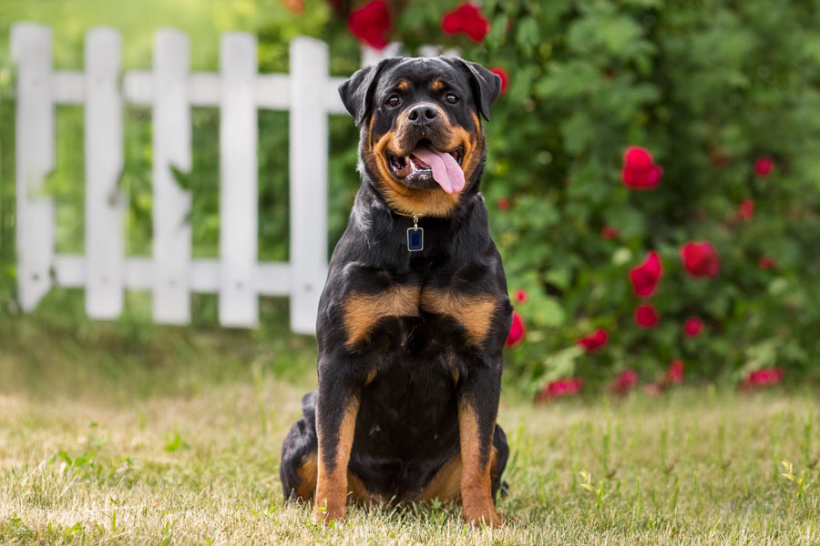 Rottweiler 3