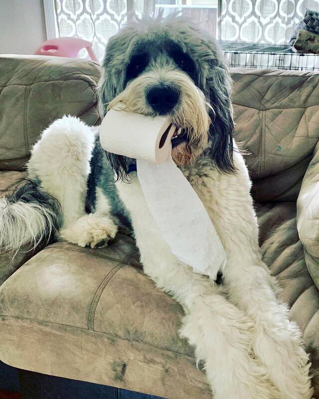 Saint Berdoodle 2