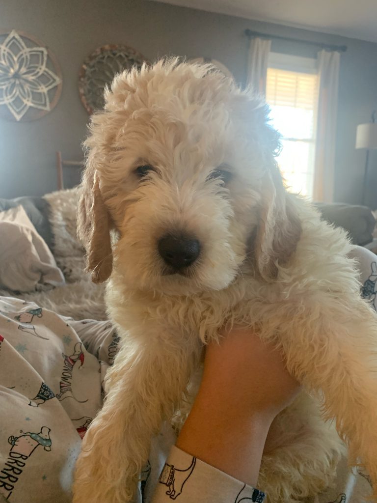 Saint Berdoodle 3
