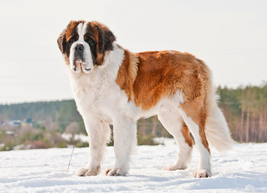 Saint Bernard 1