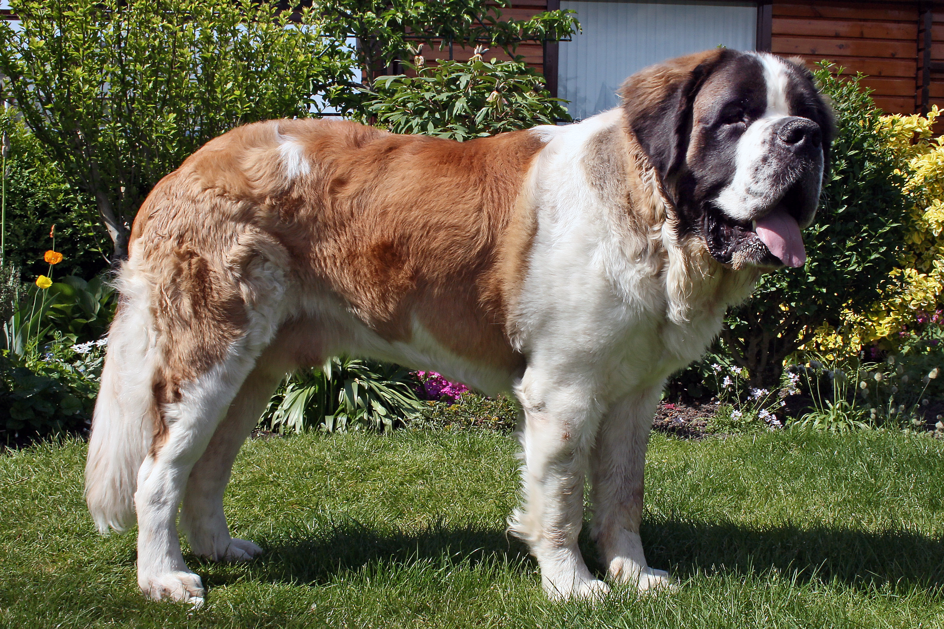 Saint Bernard 3