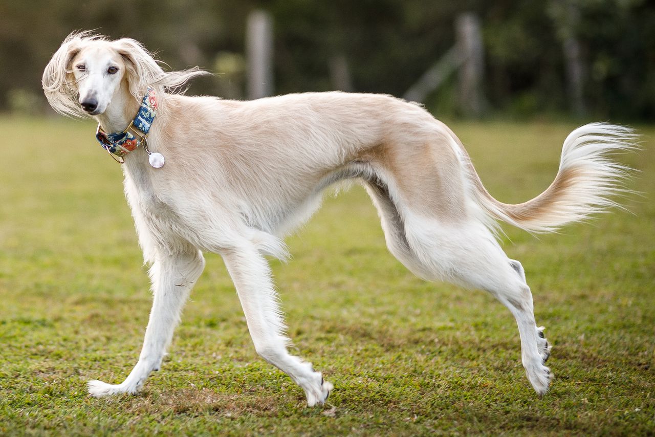 Saluki 1