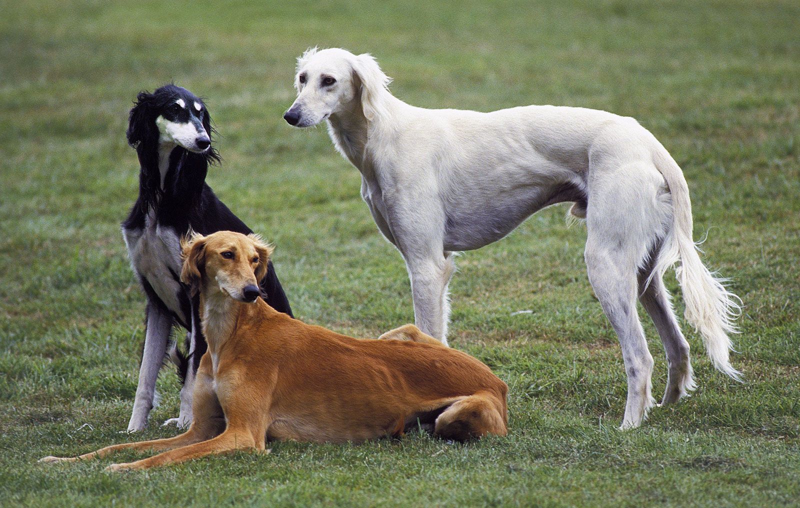 Saluki 2