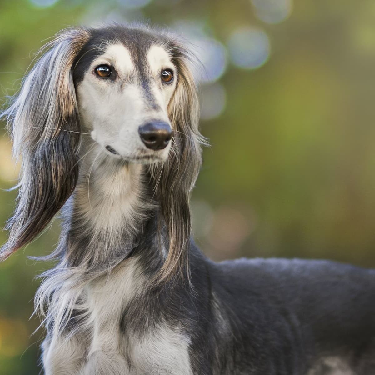 Saluki 3