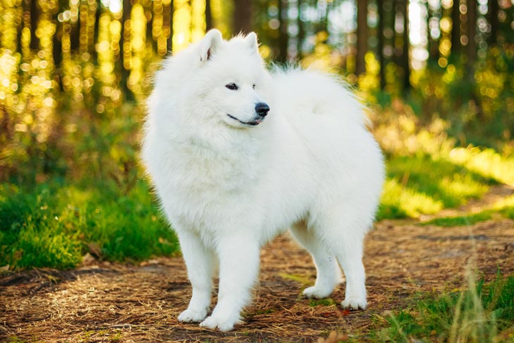 Samoyed 1