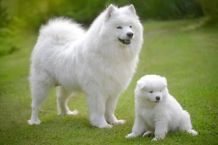 Samoyed 2