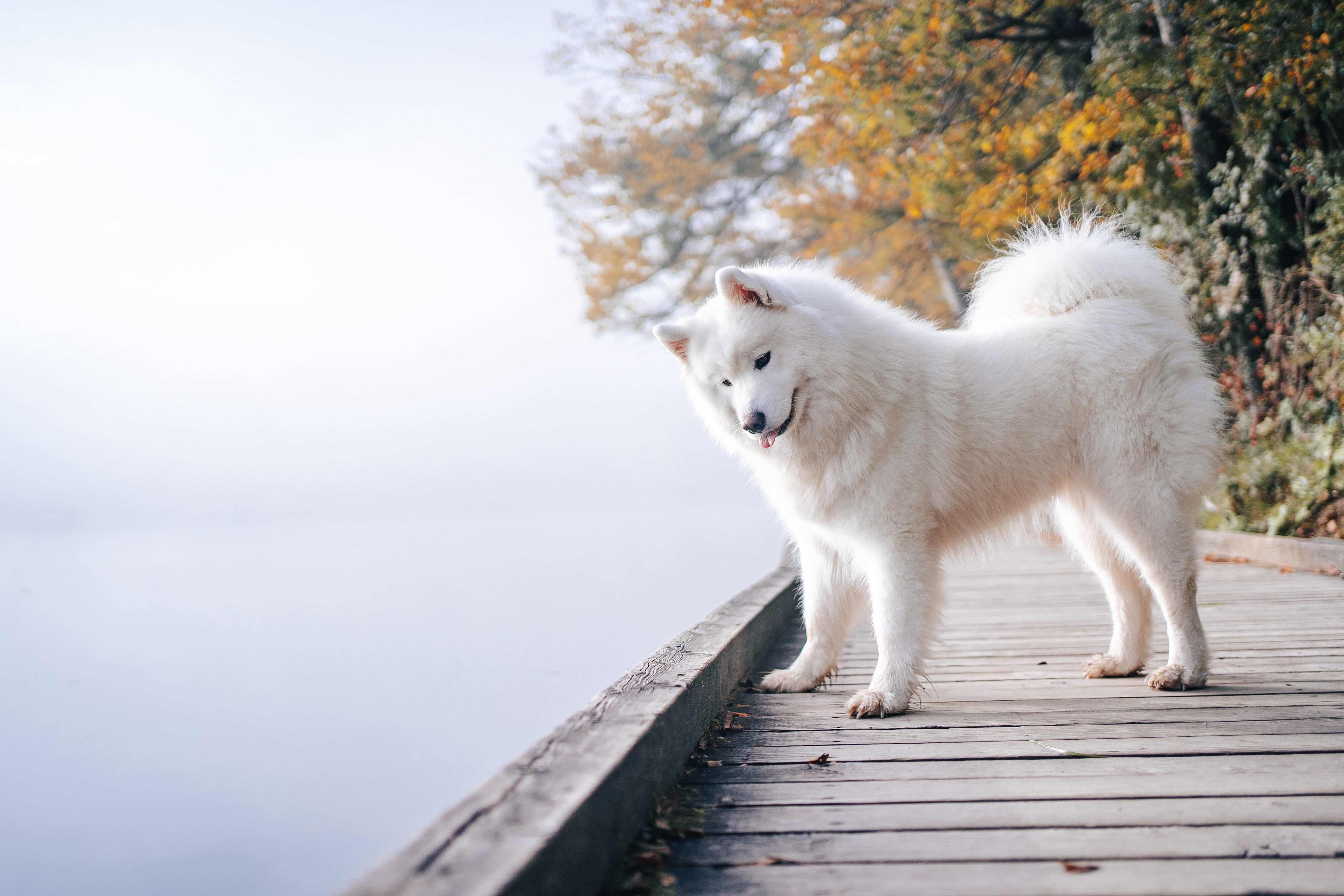 Samoyed 3