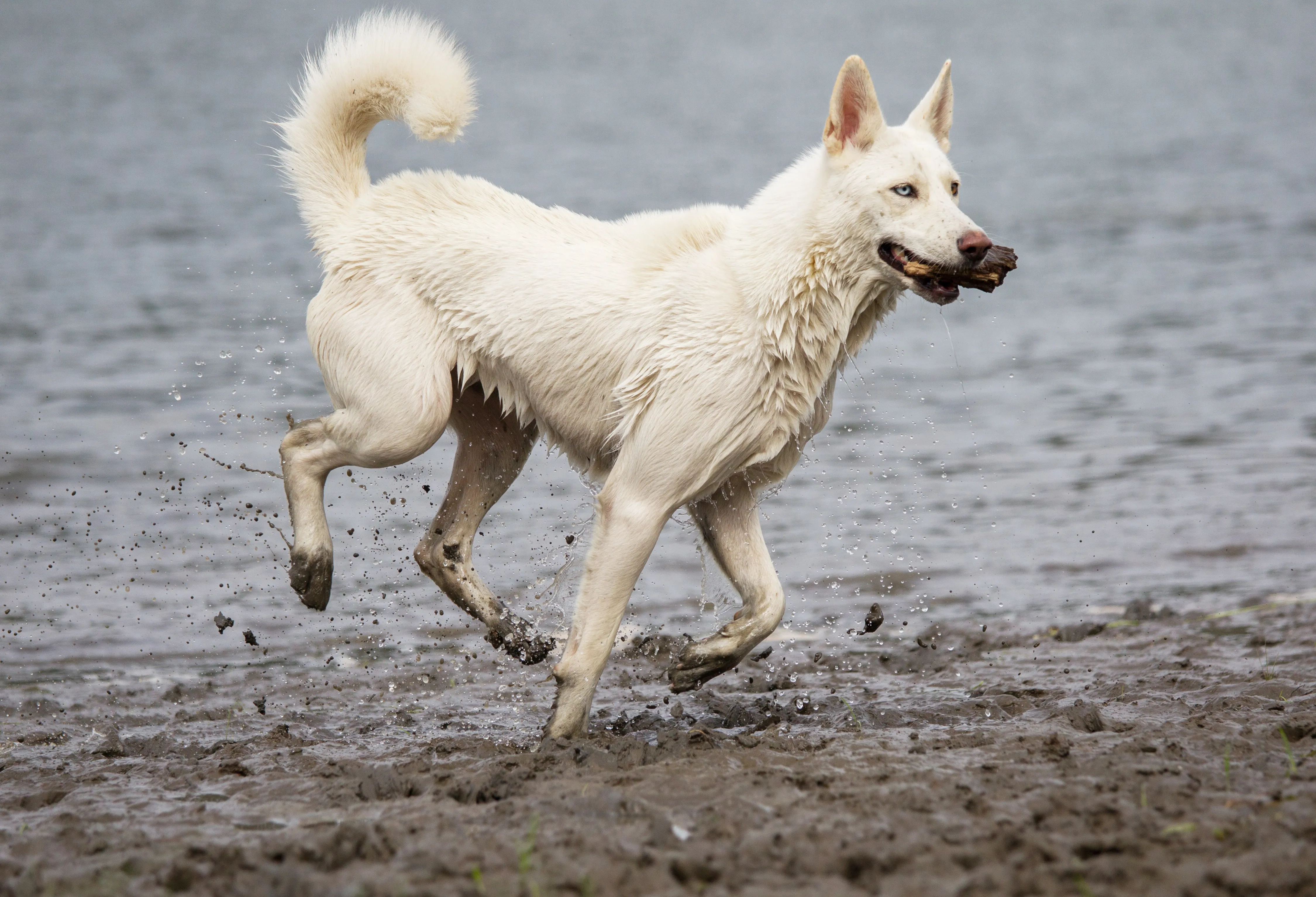 Samusky 1