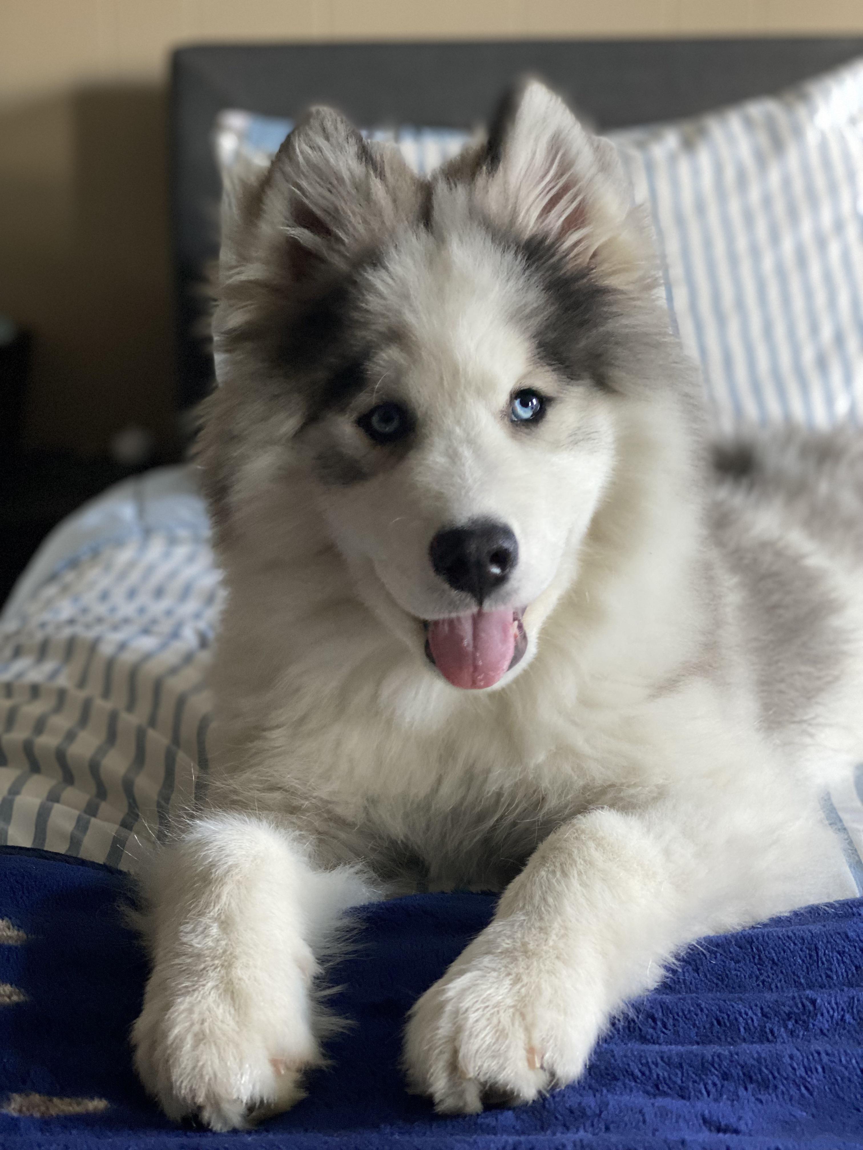 Samusky 2